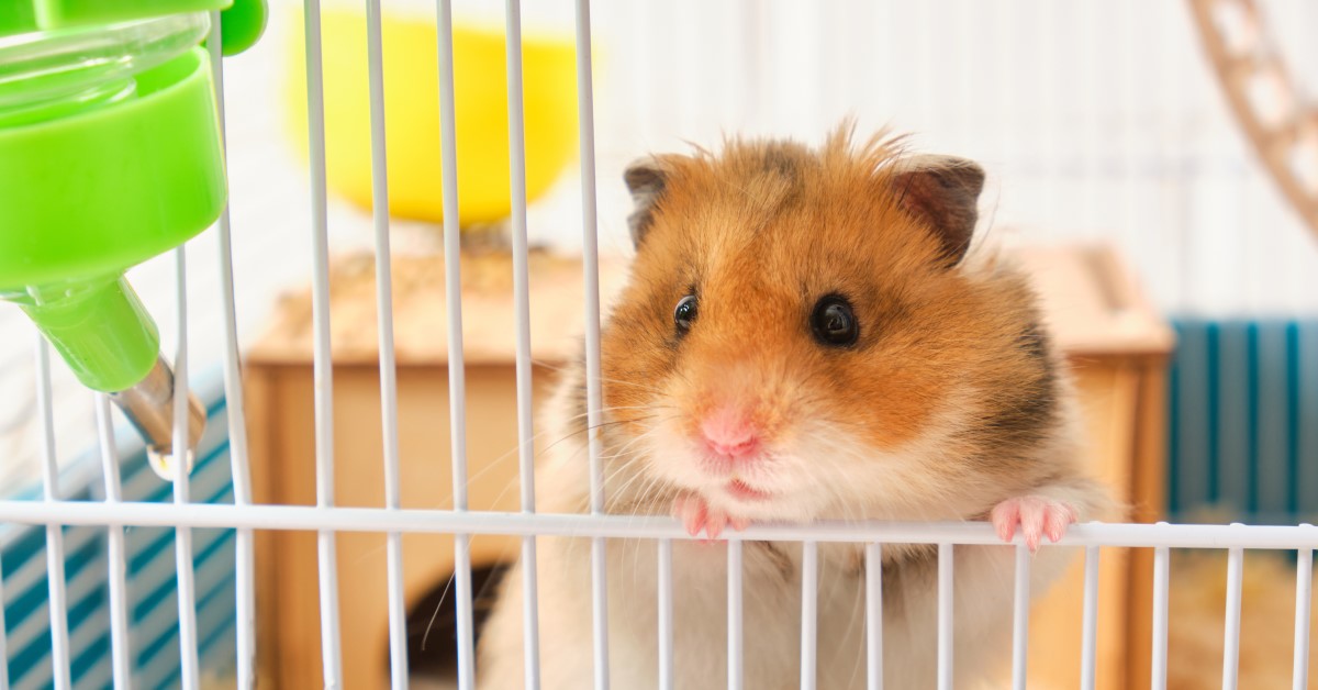 Everything you need to know before getting a Hamster