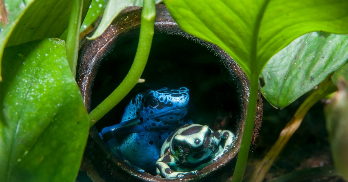 Are Pet Dart Frogs Poisonous  